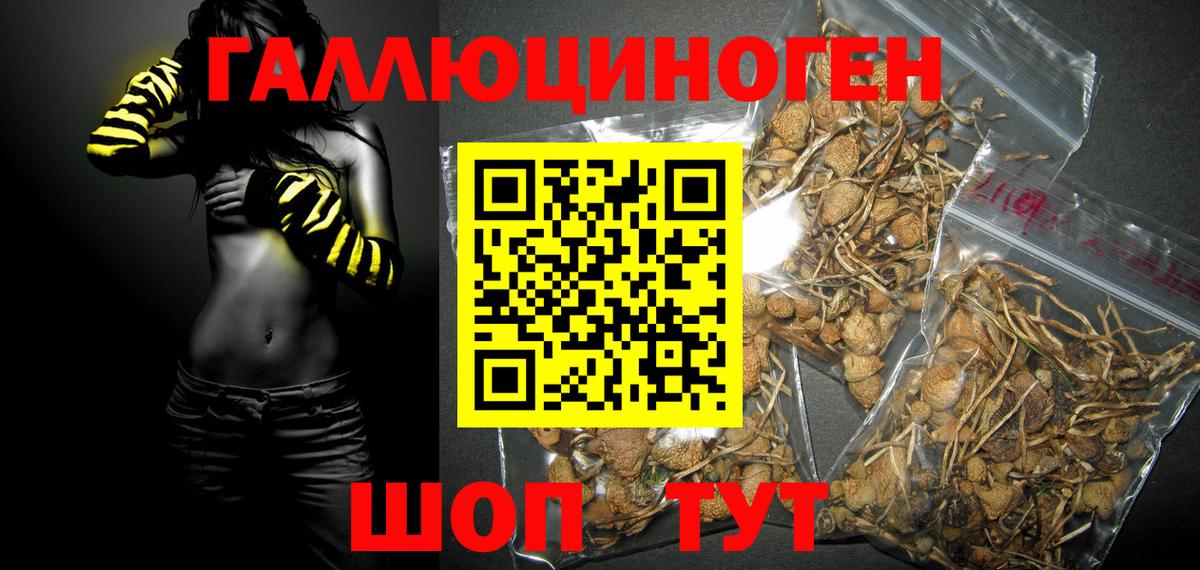 Галлюциногенные грибы GOLDEN TEACHER  Галлюциногенные грибы Psilocybe  Отрадное  Вход с VPN 